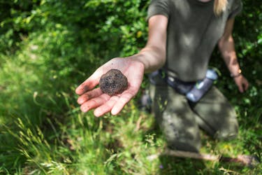 Truffle hunting and gourmet lunch in Tuscany from Florence